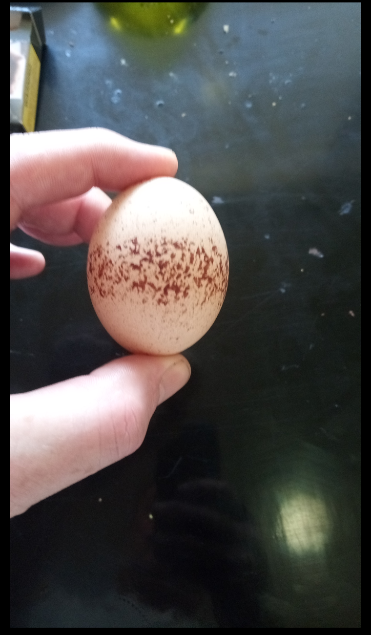 Hand holding egg