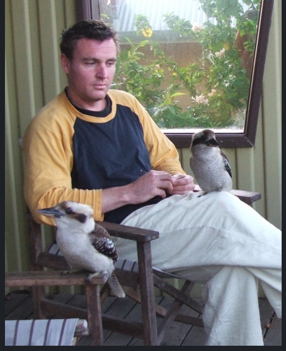 2 beautiful kookaburras