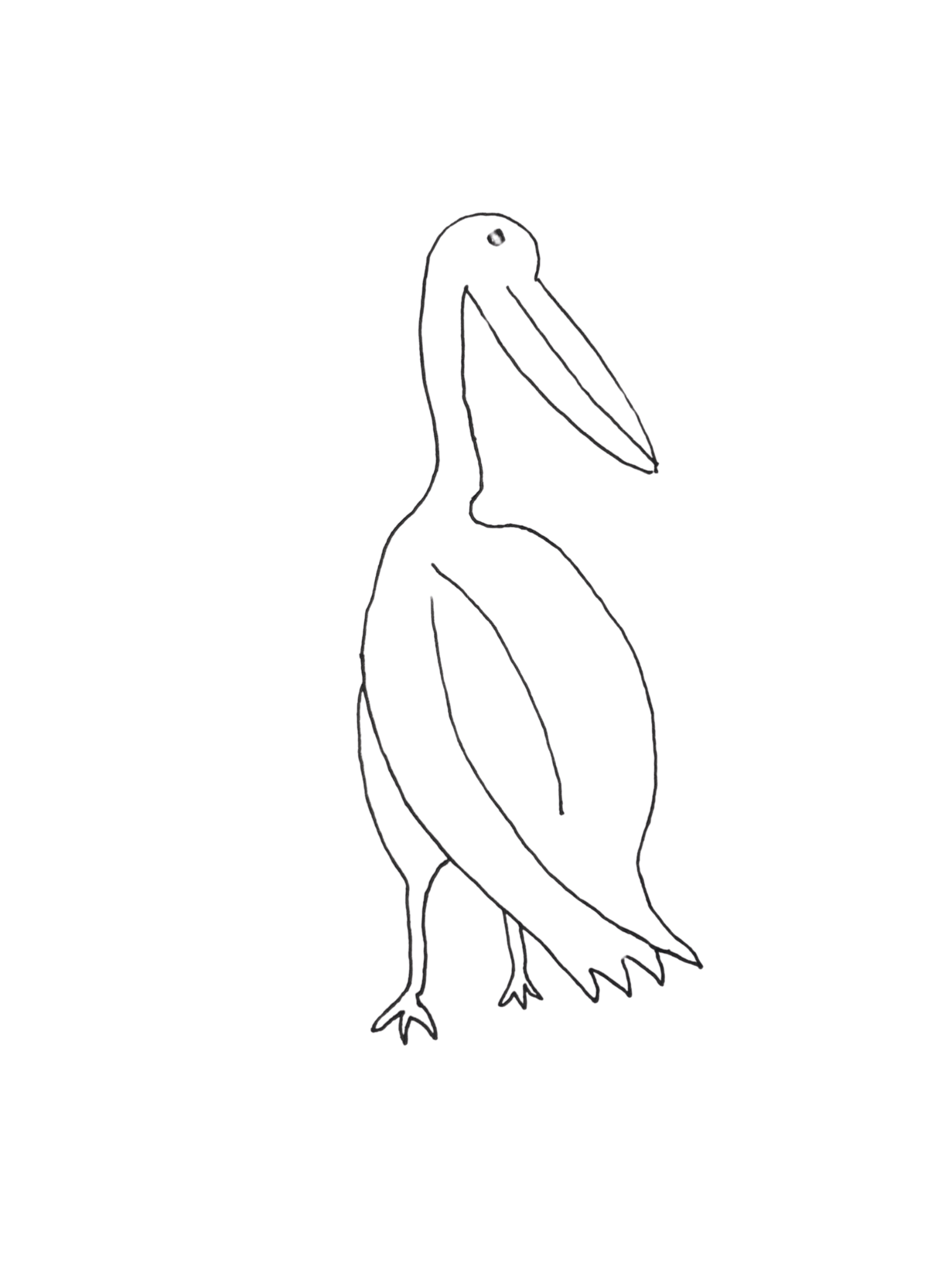 pelican