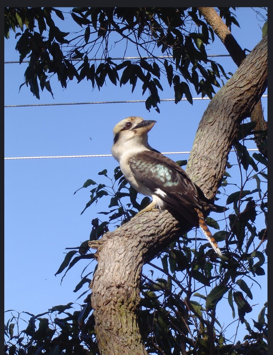 The Boss of Kookaburra Kingdom